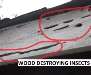 Evidence of Wood destroying insects