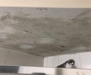 Mold Formation in Shower