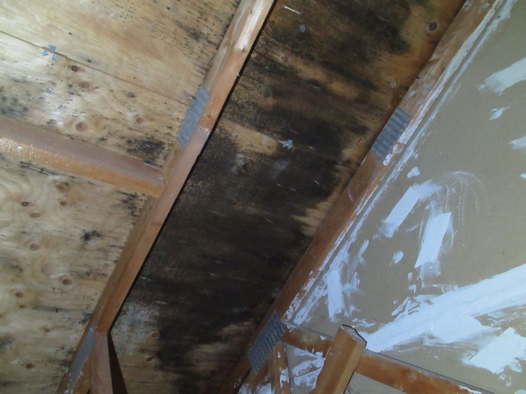 Attic Mold