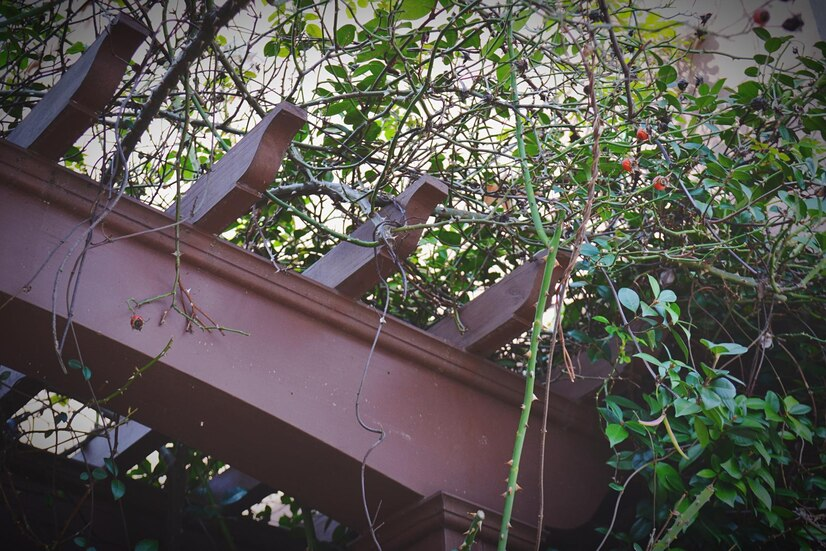 Vines and Creepers Overgrowth